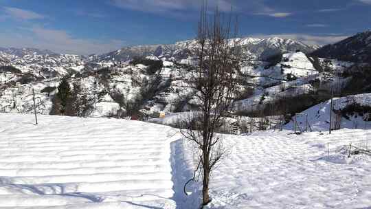 绿茶地上的雪