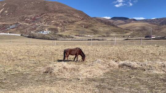高原枯黄草原吃草的马