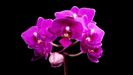 盛开的紫兰蝴蝶兰花