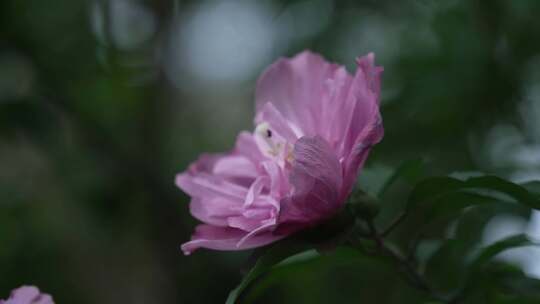 重瓣木槿花