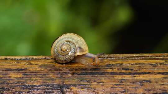 阴雨天爬行的蜗牛微距拍摄微生物自然