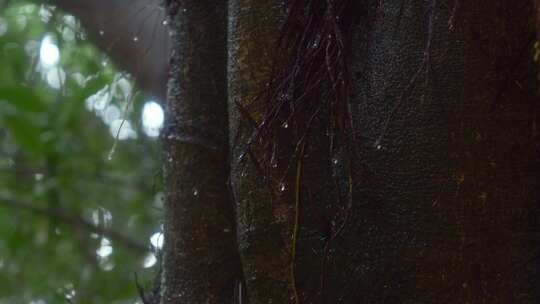 树干上的水珠雨水下雨