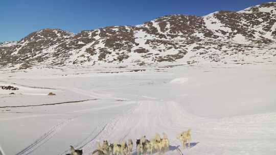 格陵兰，雪，狗拉雪橇，雪橇狗