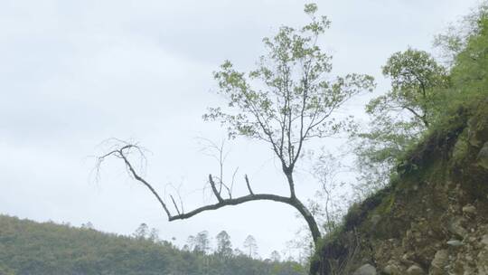 藏区风光美景人文山水树