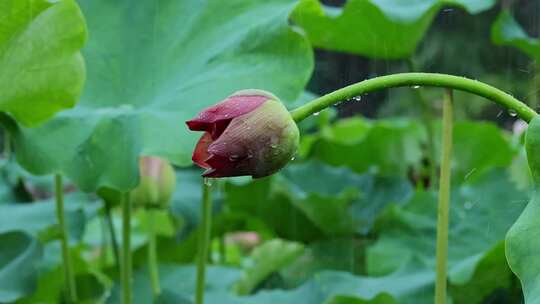 夏季雨天荷花荷花叶雨水雨滴雨景视频素材模板下载