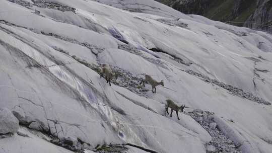 斯坦博克、野山羊、山羊、山脉