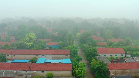 晨雾中的绿色乡村