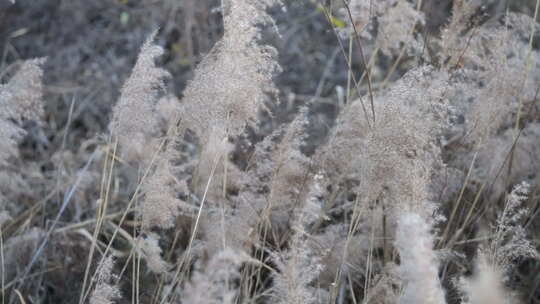 芦苇 禾本科 花 干芦苇 被子植物 芦苇毛