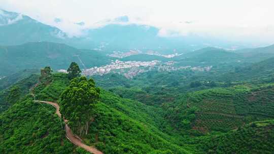 信宜钱排大山公路，绿美森林