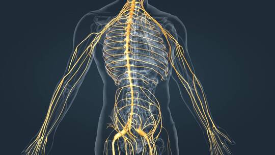 医疗中枢周围神经系统医学3D人体科学动画