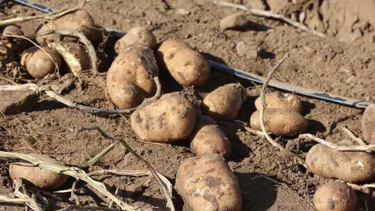田地里刚挖出的新鲜土豆