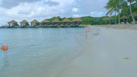 阿鲁巴海滩与粉色火烈鸟在海滩火烈鸟在阿鲁巴岛加勒比海