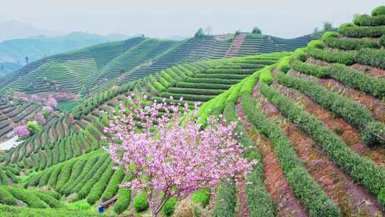 杭州富阳拔山春天樱花茶园风景航拍