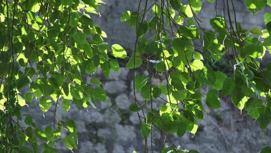 阳光下垂挂的绿色树叶