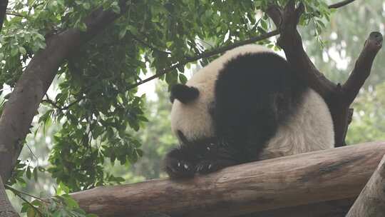 大熊猫视频素材模板下载