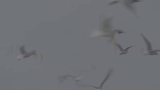 遗鸥成群飞行慢镜头拍摄LOG