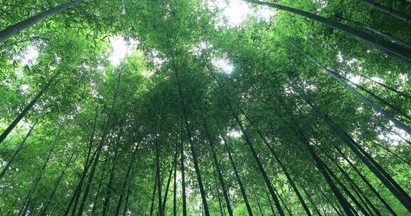 阳光竹林意境 天然氧吧 常熟虞山