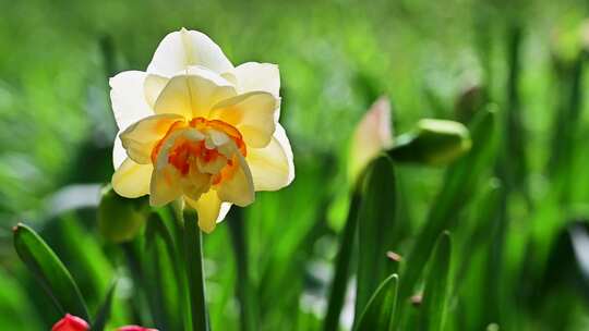 春天盛开的水仙花郁金香花朵