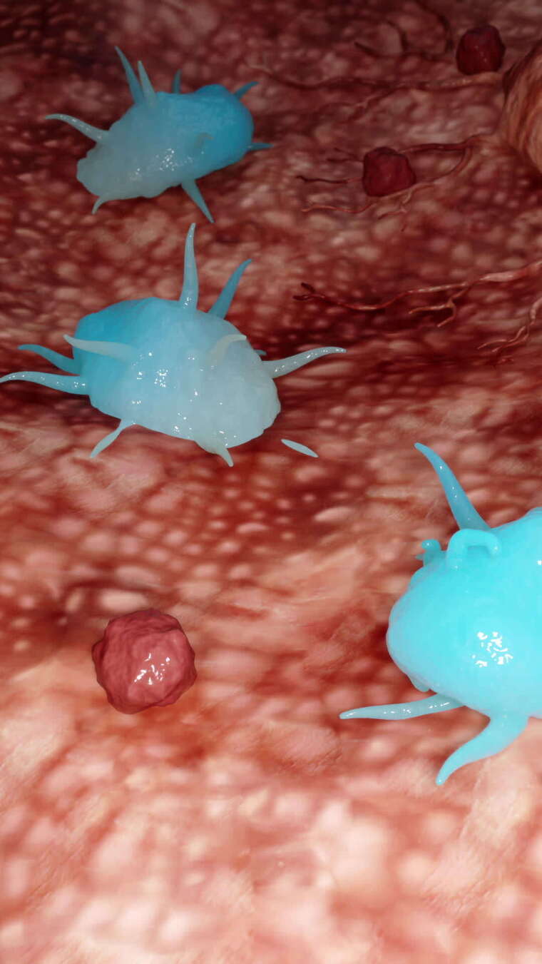 巨噬细胞吞噬有害病毒细菌竖屏