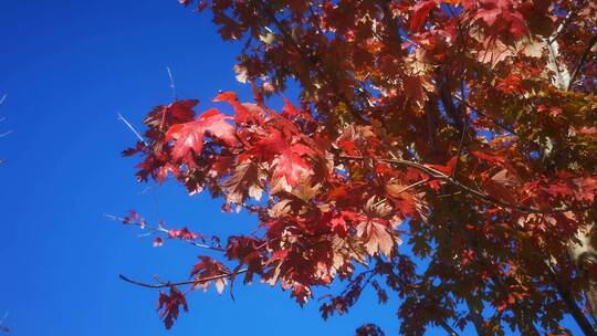 实拍秋天红色枫叶植物蓝天