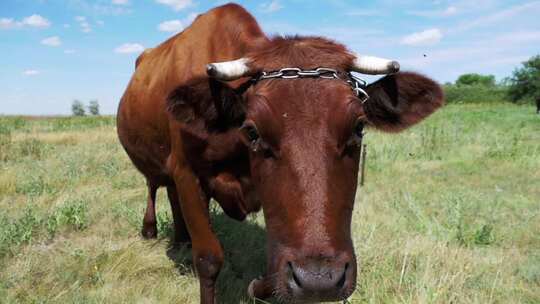 灰色奶牛在草地上吃草，在天空背景上闻相机视频素材模板下载
