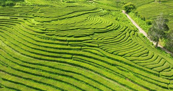 种植园，梯田，茶，绿色