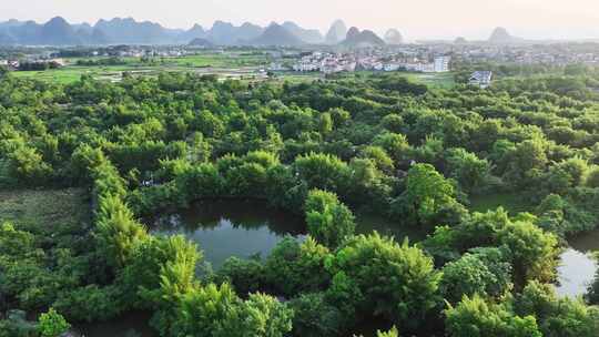 航拍广西桂林会仙湿地白鹭栖息地