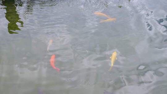 红花绿叶锦鲤池塘荷花鸭子空气清新早晨