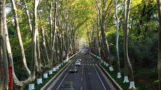 南京钟山风景区梧桐大道