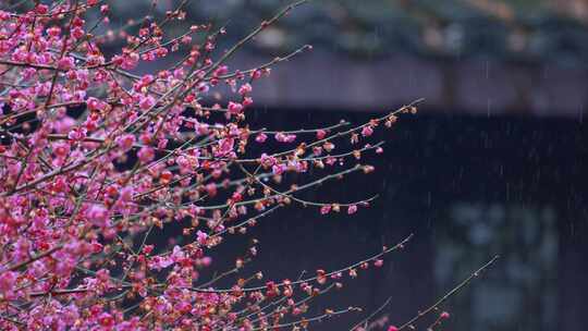 杭州西湖都锦生故居梅花风景