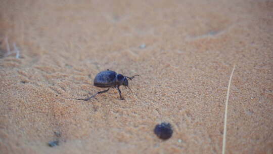 甲虫在沙漠的沙子上爬行