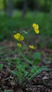 4K植物空镜素材——秃疮花