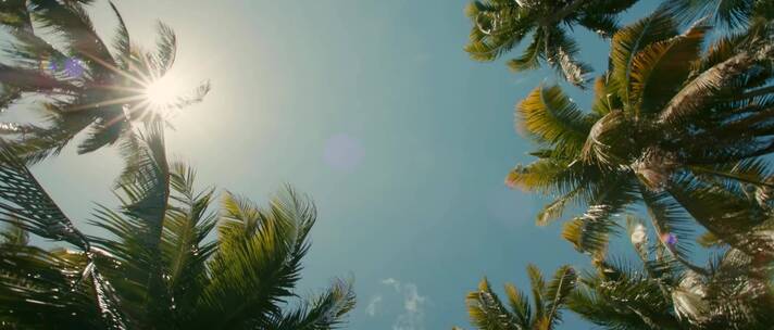 夏日海边阳光椰子树海鸟