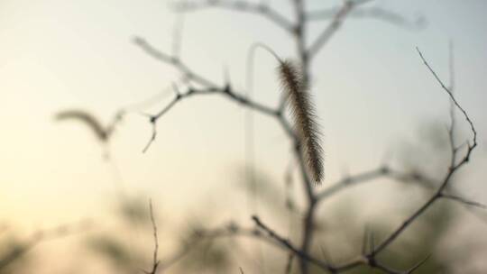 狗尾巴草 特写