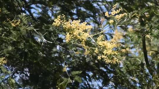 含羞草花在风中摇曳