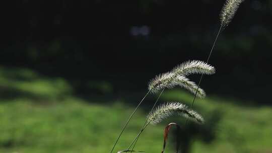 秋风吹拂狗尾巴草特写