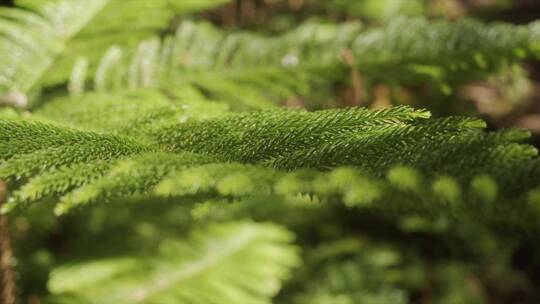 蕨类植物特写镜头