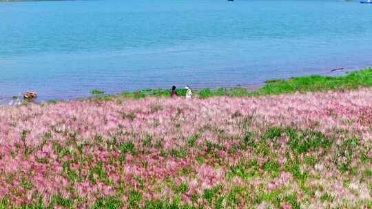 4k长沙湘江江岸芦苇荻花航拍