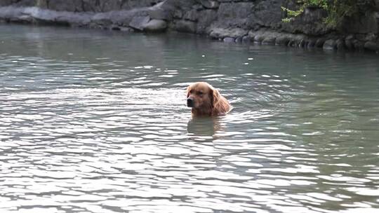 农村狗子下河游泳