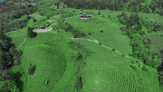 茶山茶海蓝天白云航拍