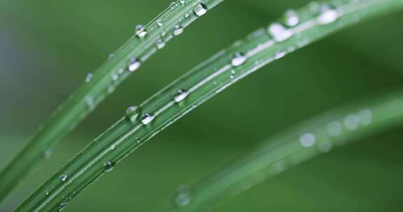 春雨雨水雨滴水珠绿叶随风摇曳清新唯美