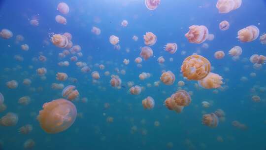 炫酷透明水母海洋生物水族馆视频素材模板下载