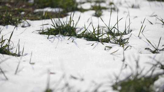 冬天小麦植物与雪覆盖农民的田地的电影镜头