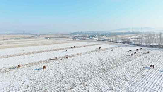 【合集】东北乡村雪后放牛