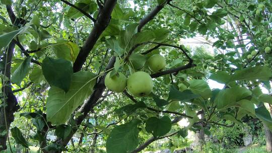 实拍苹果树上的小苹果