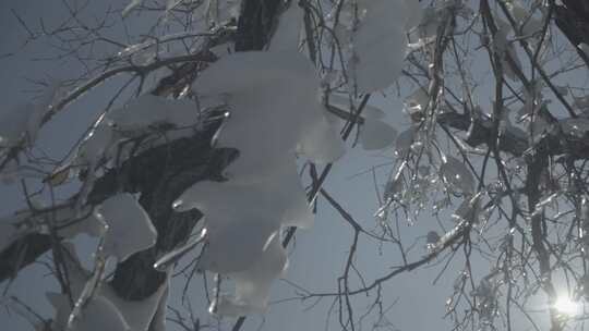 吉林省长春庙香山滑雪场内树上的冰凌特写