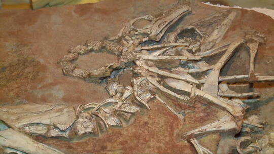恐龙骨骼保存在石头中
