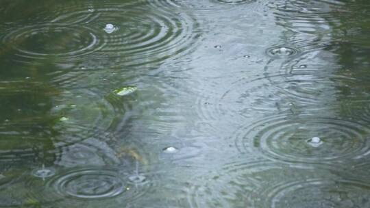 下雨天 雨水滴落在公园湖泊