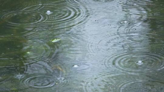 下雨天 雨水滴落在公园湖泊视频素材模板下载