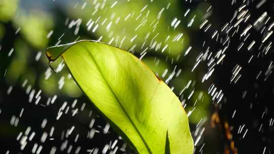 雨水洒在植物上